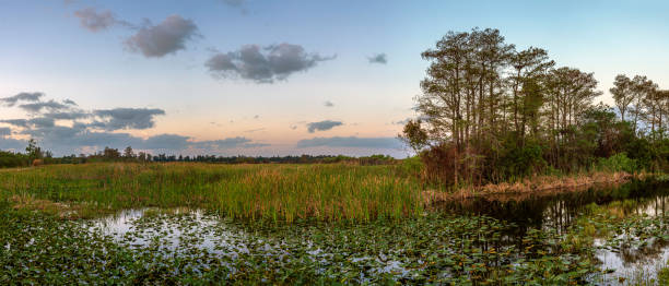 istock Everglades in Southern Florida 1221499423
