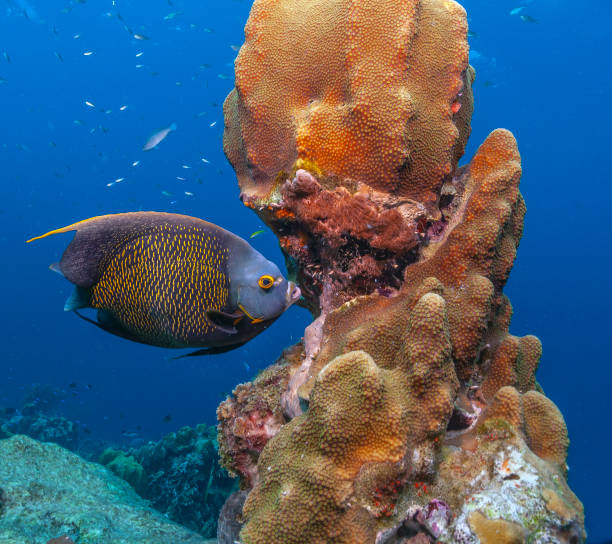 istock Caribbean coral garden 1221499439