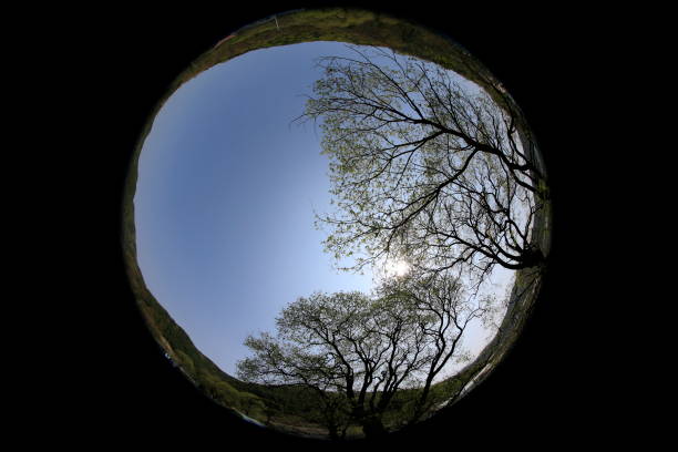 istock willow trees taken in a fisheye lens 1221499463