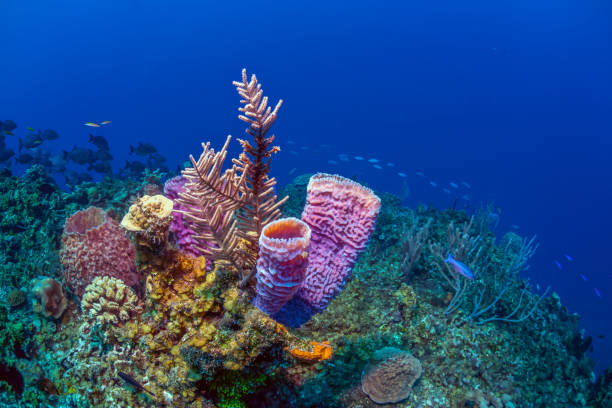 istock Caribbean coral garden 1221499565