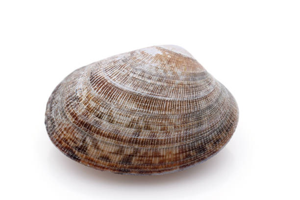istock Close up of asari clam 1221499776