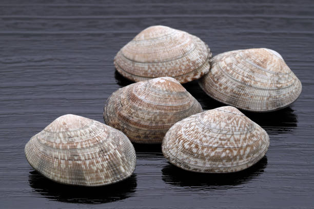 istock asari clams on wooden table 1221499778