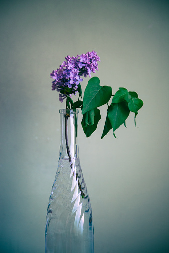 Lilac spring in the elegant wine bottle vase in front of the green-gray wall. Painterly vintage style.