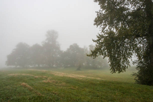 istock Tree silhouettes in fog 1221500500
