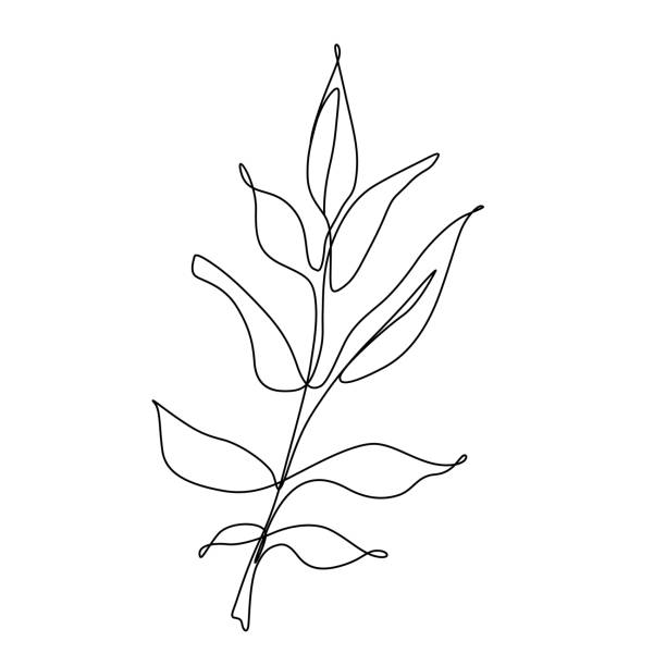 illustrazioni stock, clip art, cartoni animati e icone di tendenza di disegno vettoriale a foglia di linea. illustrazione del contorno della linea continua botanica - computer graphic leaf posing plant