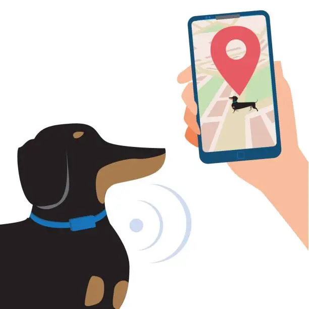 Vector illustration of GPS collar on a dachshund and a smartphone in hand to control the location of the dog on the map, flat vector stock illustration with pet isolated on white background