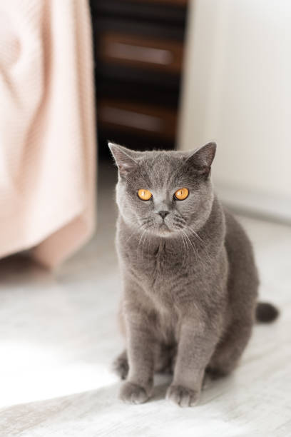회색 배경에 아름 다운 젊은 영국 고양이입니다. - domestic cat kitten scottish straight short hair 뉴스 사진 이미지