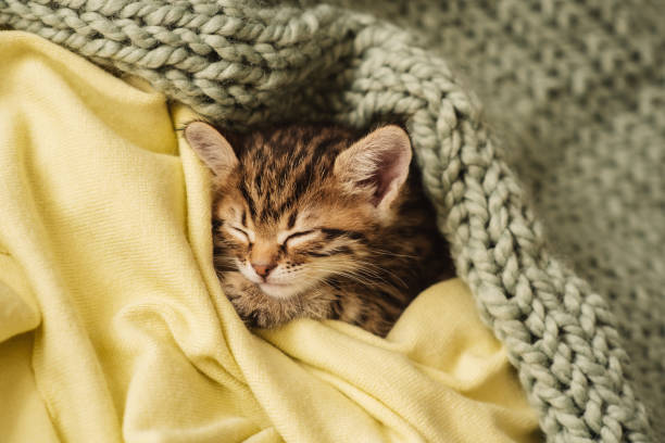 istock Kitten closed in towel warm sleepy small white 1221500927
