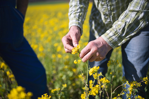 close up of unrecognizable farmer examining rape blossoms on field.