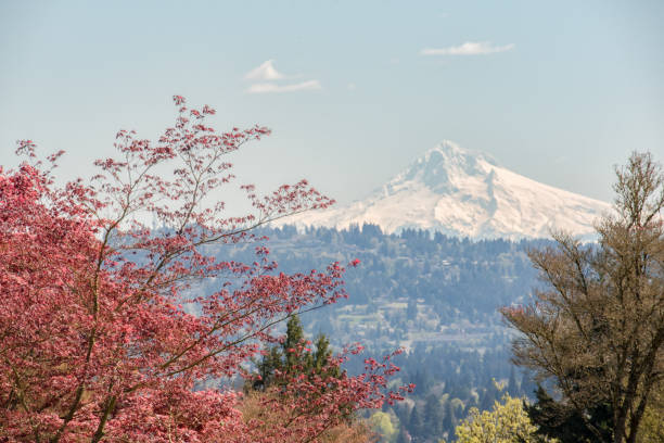 istock Mt Hood with red foliage 1221508994