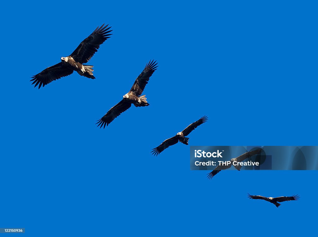 Wege-cauda Montagem de Eagle - Foto de stock de Fotografia - Imagem royalty-free