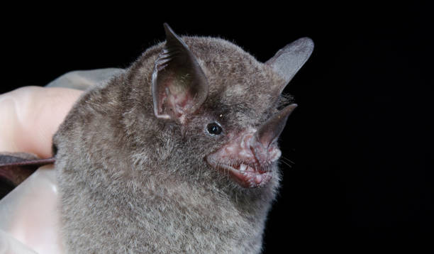 istock Brazilian bat, Seba's short-tailed bat 1221510003
