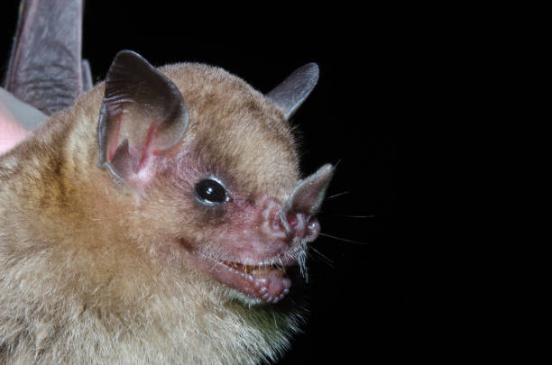 istock A Brazilian Bat, The little yellow-shouldered bat. 1221510009