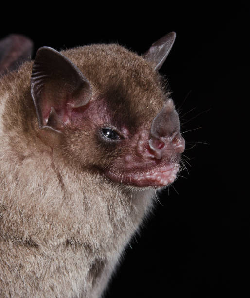 istock A Brazilian Bat, The little yellow-shouldered bat. 1221510062