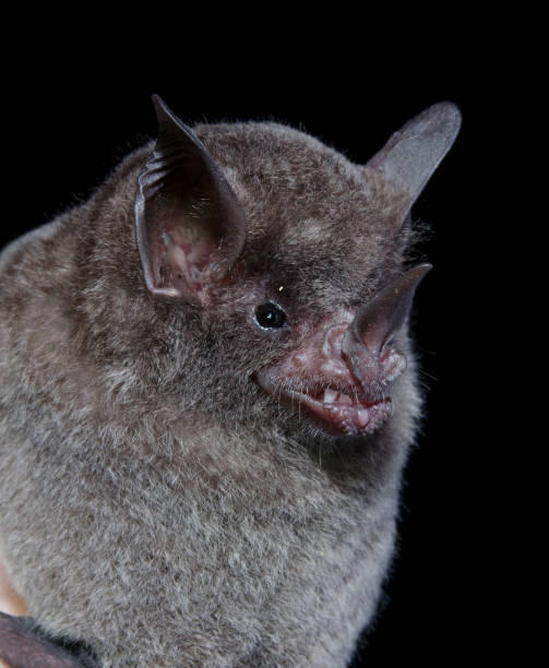 istock Brazilian bat, Seba's short-tailed bat 1221510187