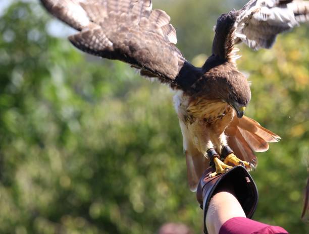 istock Red-tailed hawk on woman falconer's protective glove flapping wings 1221510210