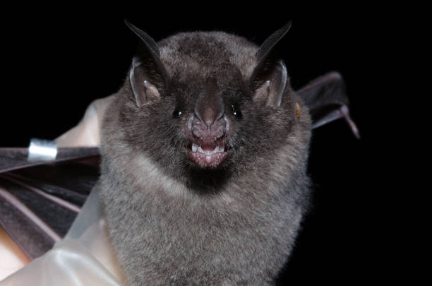 istock Brazilian bat, Seba's short-tailed bat 1221510827