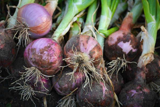 Onion on ground in farm Onion on ground in farm onion grow stock pictures, royalty-free photos & images