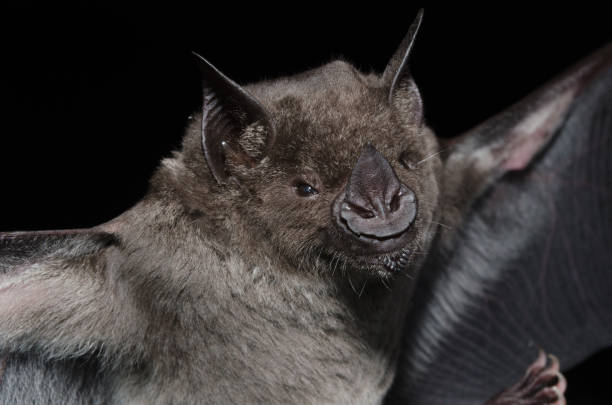 Phyllostomus hastatus is a bat species of the family Phyllostomidae from South America. It is one of the larger bats of this region and is omnivorous.