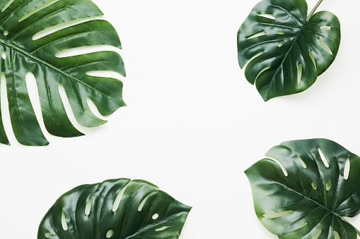 Tropical hojas diseño marco de la naturaleza de Monstera deliciosa, philodendro de hoja dividida, y pothos las plantas exóticas sobre fondo blanco photo