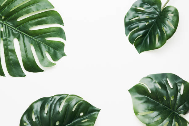 Tropical leaves nature frame layout of Monstera deliciosa, split-leaf philodendron, and pothos the exotic plants on white background