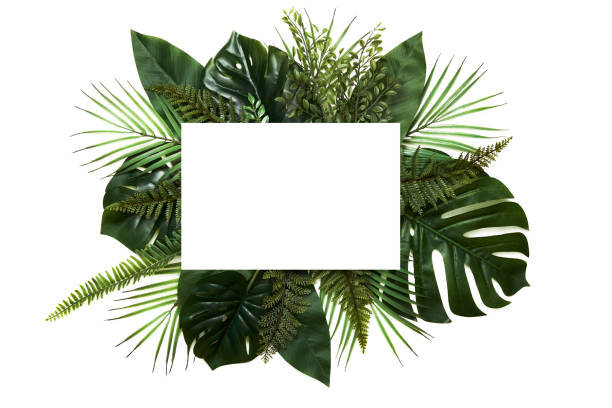 istock Tropical leaves with white copy space background.Nature and summer concepts 1221511131