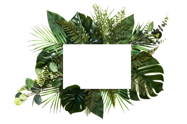 istock Tropical leaves with white copy space background.Nature and summer concepts 1221511136
