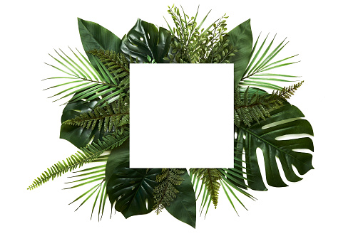 Tropical leaves with white copy space background.Nature and summer concepts