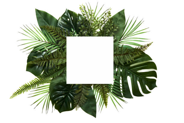 istock Tropical leaves with white copy space background.Nature and summer concepts 1221511142