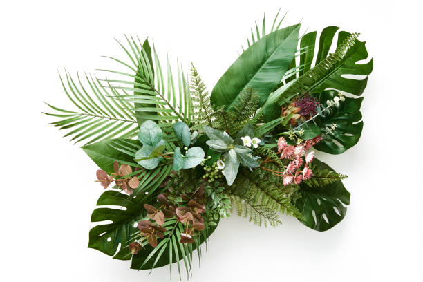 foglie tropicali fogliame cespuglio floreale disposizione natura sfondo isolato su sfondo bianco - fern nature leaf forest foto e immagini stock