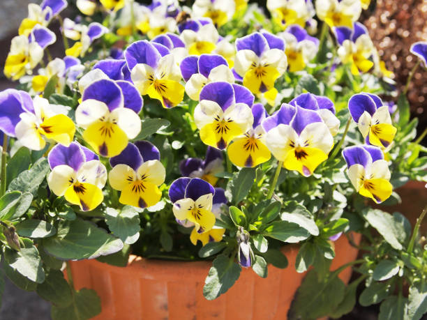 istock Multicolored viola flowers blooming in flowerpot 1221513073