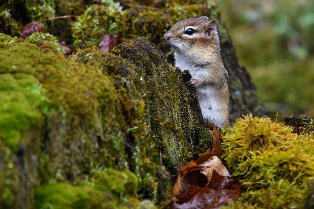 Chipmunk on mossy stump in rain Eastern chipmunk on the lookout from a mossy stump during an April rain shower in Connecticut. eastern chipmunk photos stock pictures, royalty-free photos & images