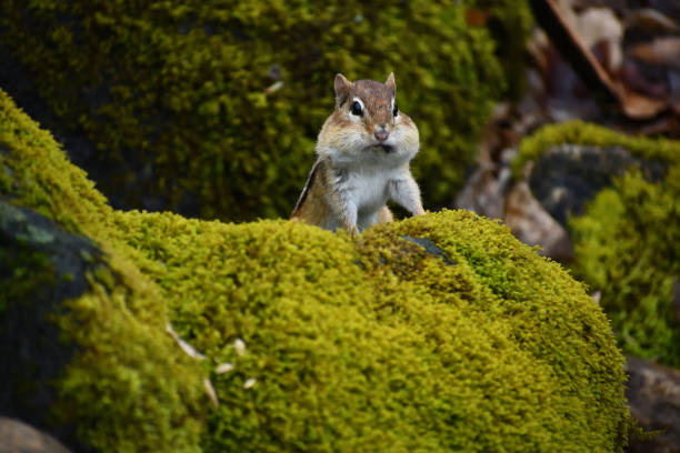 Chipmunk with full cheek pouches on mossy rock Eastern chipmunk with full cheek pouches watching passersby from mossy stone wall eastern chipmunk photos stock pictures, royalty-free photos & images