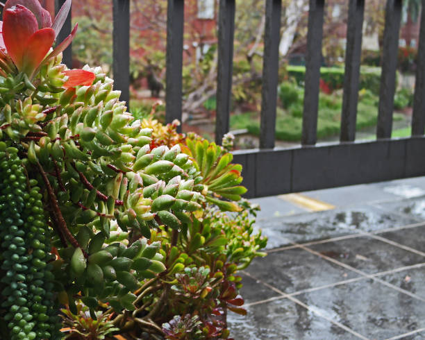 A wet balcony with a mixed bunch of succulent plants.