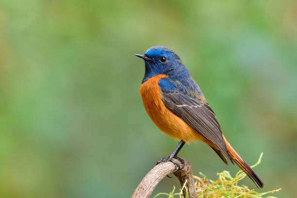 istock beautiful proud bird perching on tree stick with sharp feathers in details, fascinated natural 1221518179