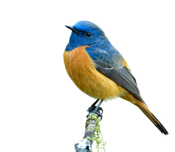 istock Beautiful orange bird with blue head calmly perching on thin mossy branch  isolated on white background, male of blue-fronted redstart 1221518387