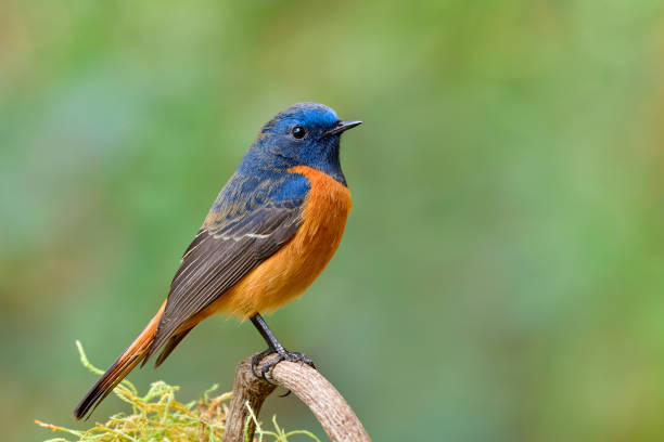 istock Blue-fronted Redstart (Phoenicurus frontalis) bright blue and orange feathers with sharp beaks and oval eyes happily perching on wooden stick in natural habitation 1221519094
