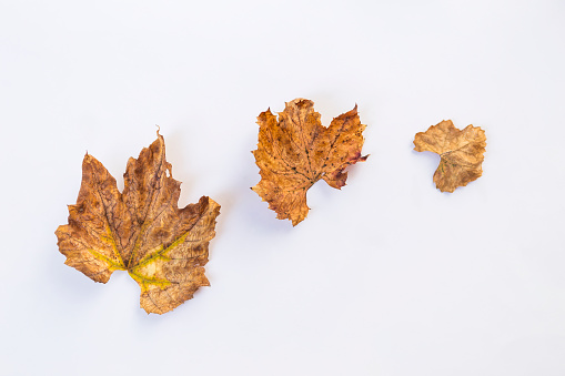 Dry leaves on white background, autumn and fall season