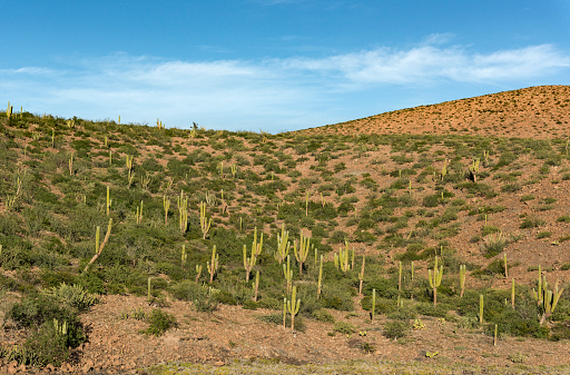 View of cactus fields in Mexico, Baja California Sur, Mexico on the road