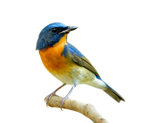 istock fascinated blue and orange bird perching on thin wood isolated on white background, Chinese blue flycatcher (Cyornis glaucicomans) 1221520353