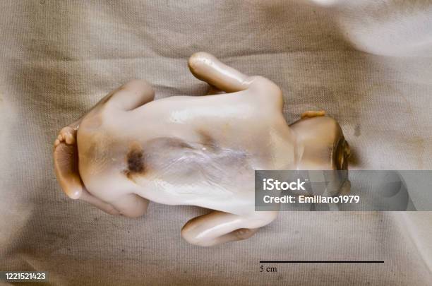 อเรนซ์ฟาย ภาพสต็อก - ดาวน์โหลดรูปภาพตอนนี้ - ลูกอ่อนในครรภ์ - ระยะก่อนเกิดของมนุษย์, พัฒนาการ - มโนทัศน์, ตั้งครรภ์ - คําอธิบายทางกายภาพ