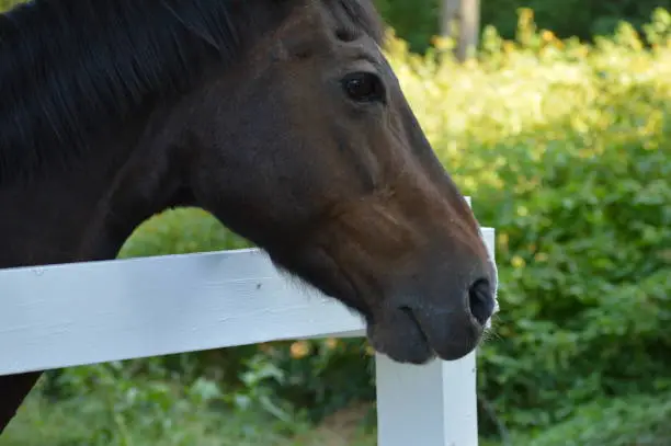 A horse pokes its head over the fence of its enclosure while relaxing in the shade.
