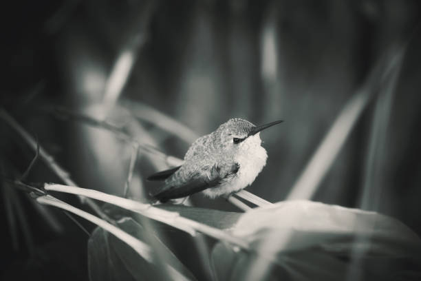 istock Hummingbird and Bamboo Tree Close Up 1221522503