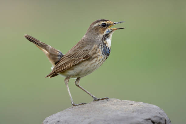 istock Little brown bird with dark chest singing on happy moment while perching on rock pole, bluethroat in young plumage 1221522690
