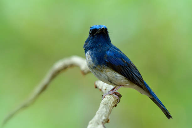 istock Male of Hainan blue flycatcher (Cyornis hainanus) showing its sharp chin feathers while perching on white branch in nature with fresh green environment 1221523394