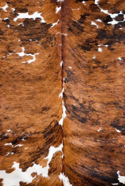 istock Brown and white real cow skin 122152445