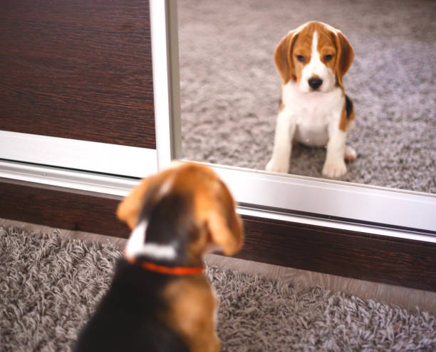 beagle puppy looks at himself in the mirror - look into the mirror imagens e fotografias de stock