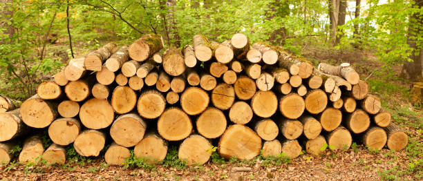 istock a large pile of fire wood in a forest 1221525073