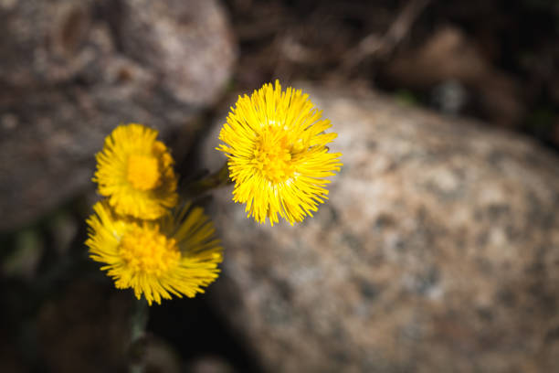 istock Wild yellow spring flowers macro photo 1221526049