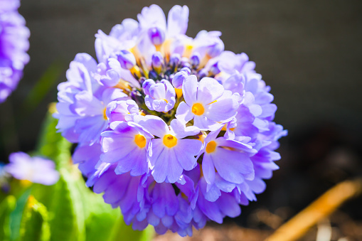 Bright spring flowers, macro photo. Primula denticulata, or the drumstick primula, flowering plant in the family Primulaceae